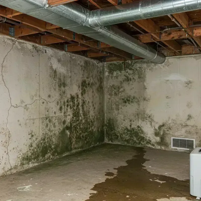 Professional Mold Removal in Rainelle, WV